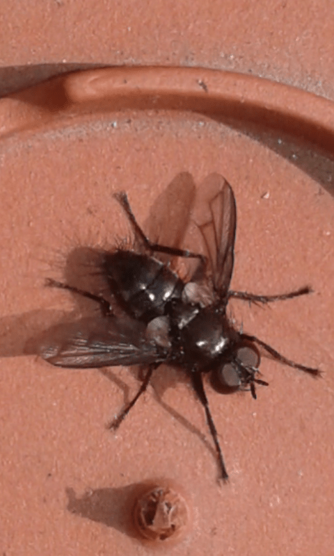 Tachinidae : Kirbya moerens?  S